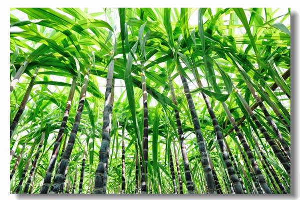 生物質鍋爐消耗生物質量