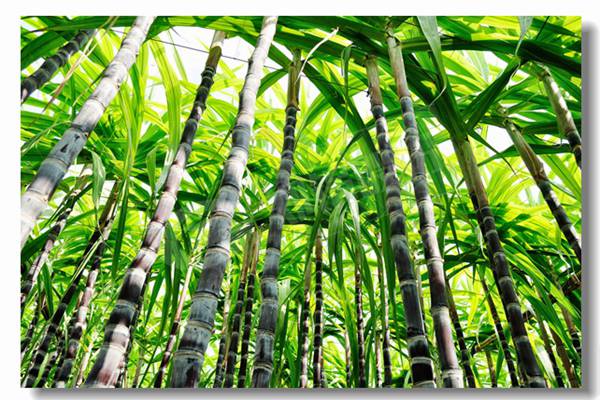 臨清鍋爐廠承壓燃油鍋爐