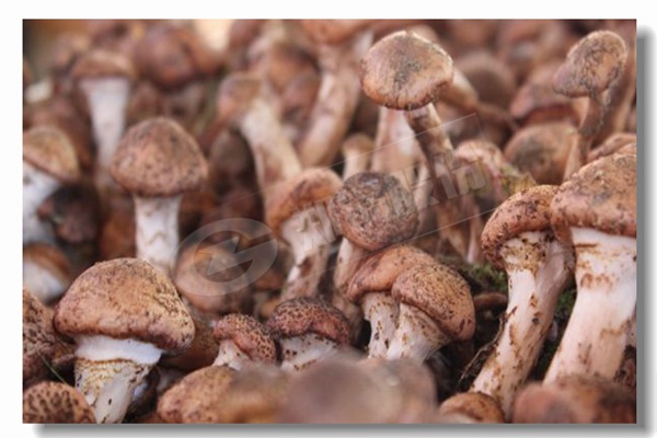 生物質臥式流化床鍋爐 A級